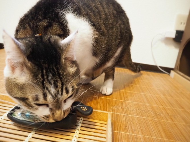 猫が食べている様子