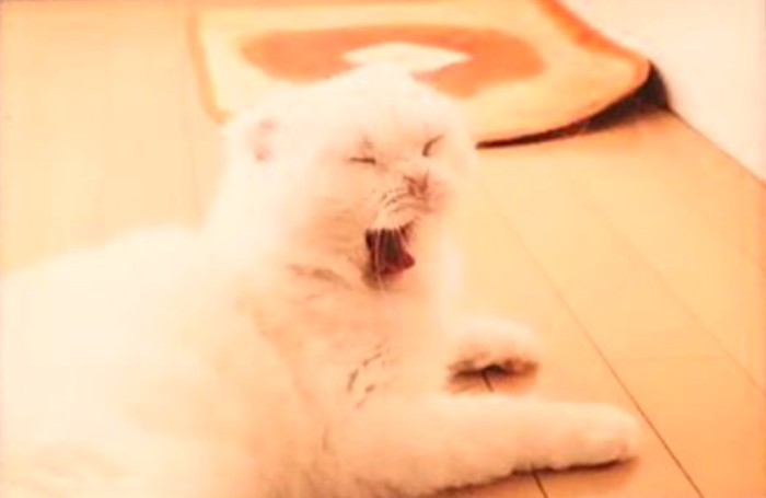 印刷された猫のあくび顔