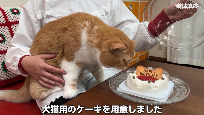 膝の上に乗る猫と誕生日ケーキ