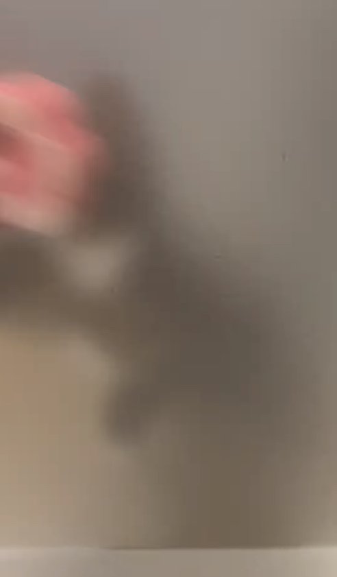 左側にあるスポンジを追いかけているガラス越しに見える猫