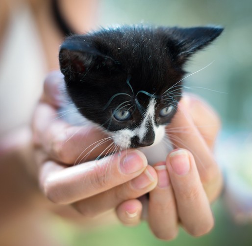 手のひらに収まる小さな子猫