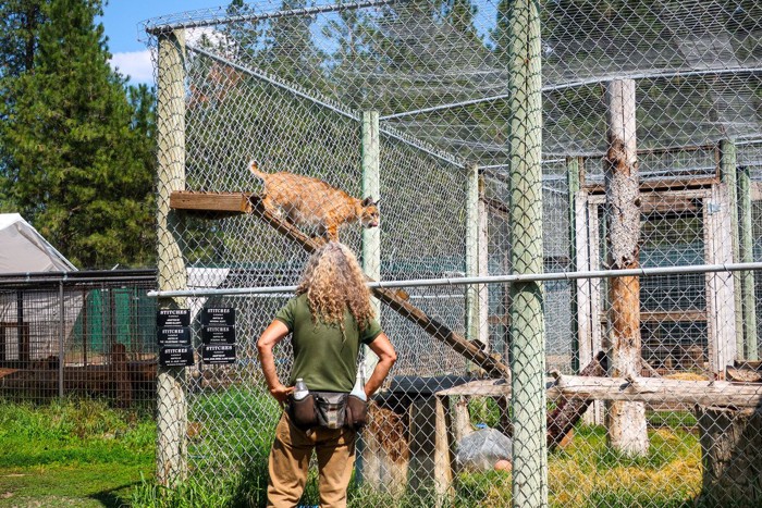 動物園で飼育されるリンクス