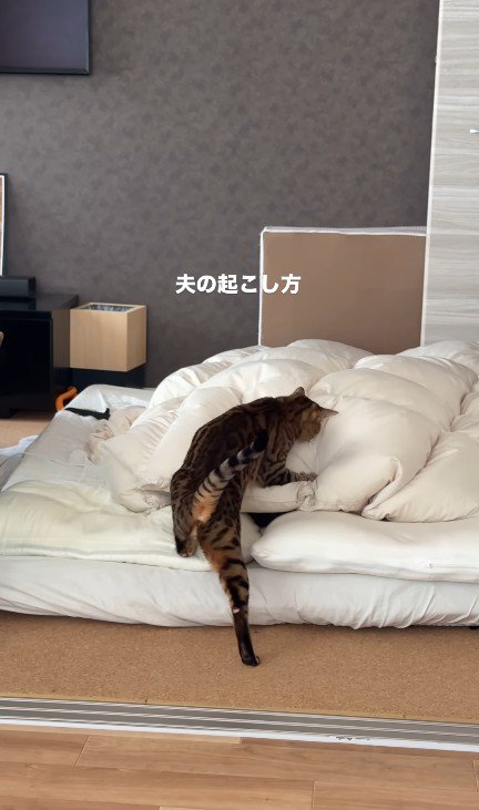 飼い主を起こしている猫