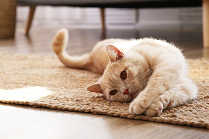 敷物の上で横になって伸びるスコティッシュストレート