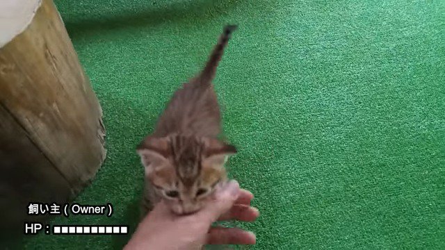 飼い主さんの手を噛む小鉄くん