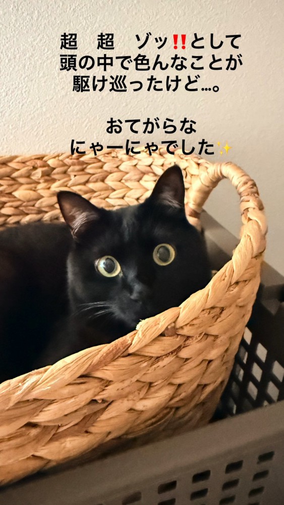かごの中にいる猫