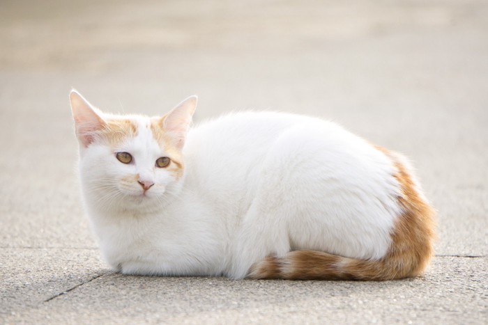 香箱座りをする猫