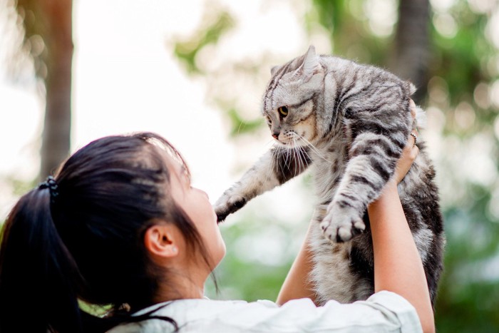 持ち上げられている猫