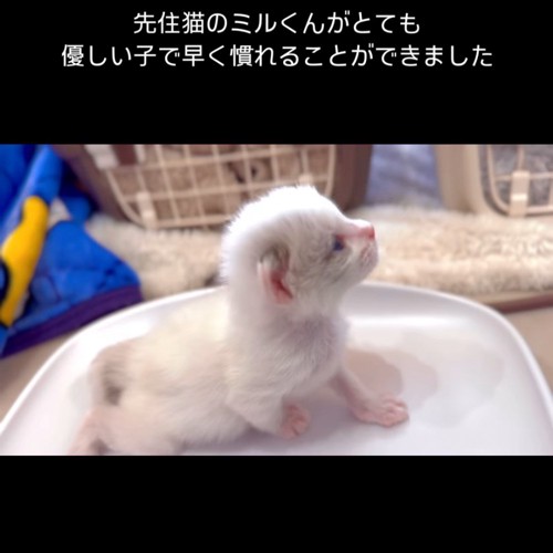 横から見た子猫