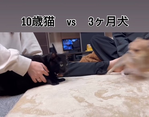 子犬の方を向く猫