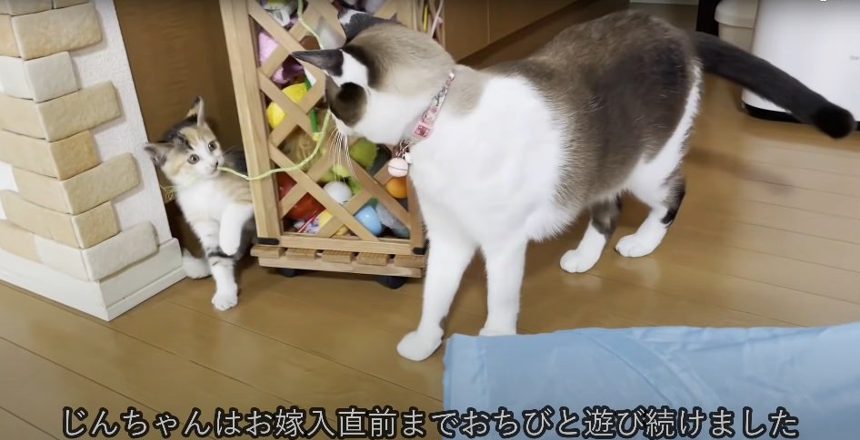 2匹の猫