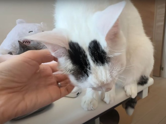 撫でられる猫
