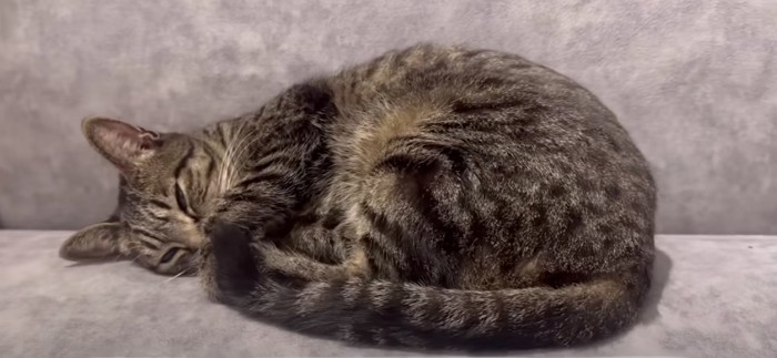 ソファの上で眠っているキジトラ猫