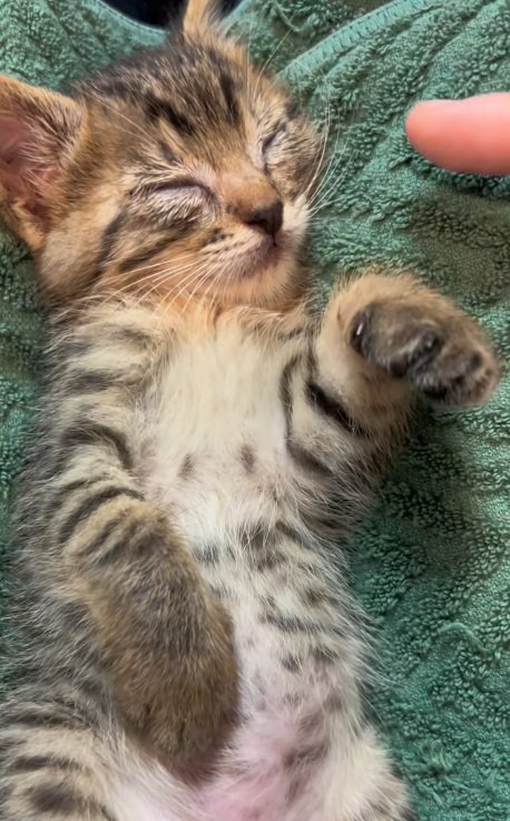 へそ天で眠るキジトラ子猫