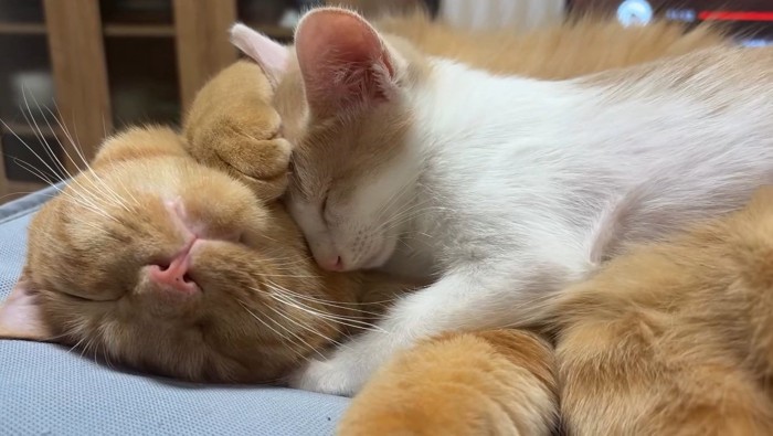 寝ている茶トラ猫と茶白猫