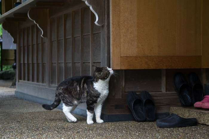 パトロールする猫