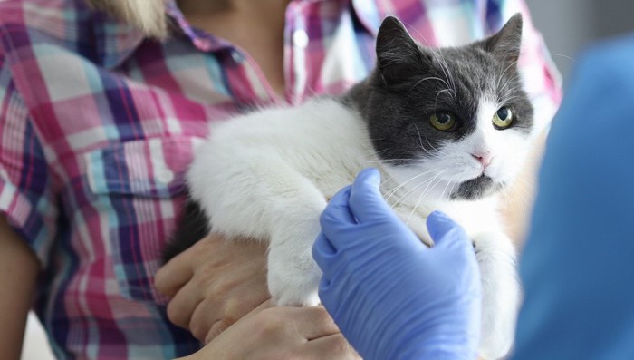 抱っこされる猫