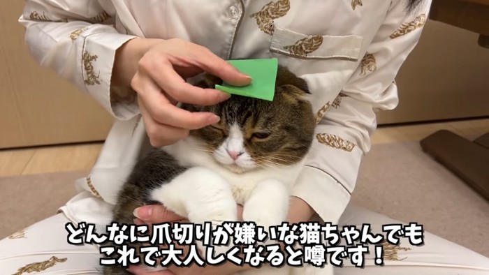 頭にテープを貼られる猫