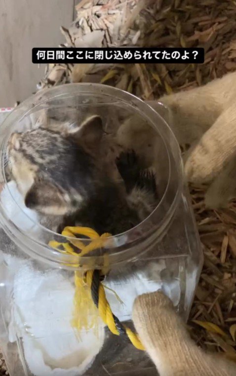 子猫を救出する場面