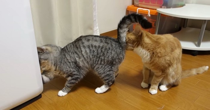 グイグイお尻に鼻を近づける猫