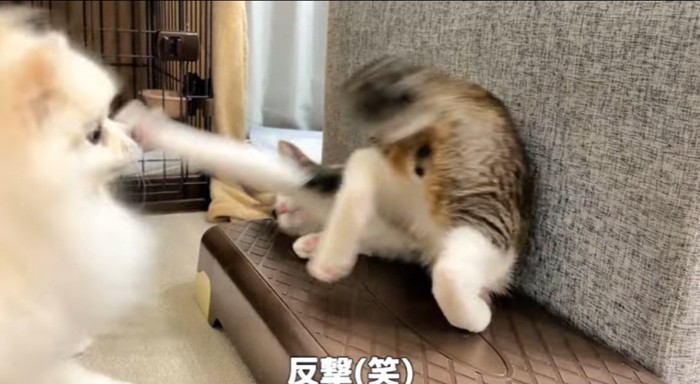 パンチする猫