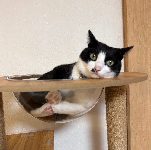 キャットタワーのボウルの中でくつろぐ猫