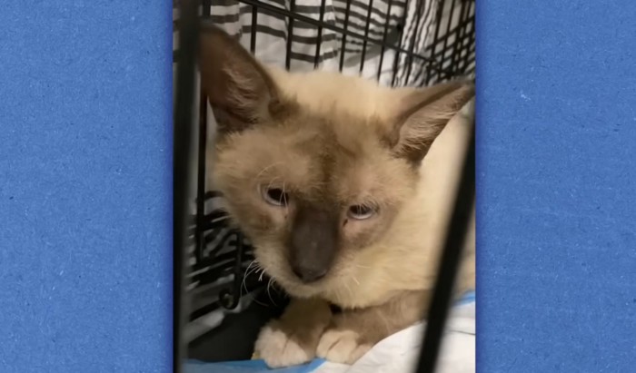 ケージの中にシャム猫