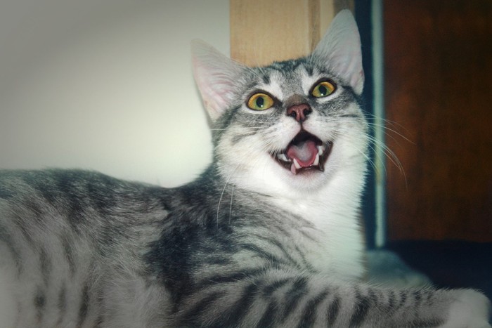 不思議なポーズの猫