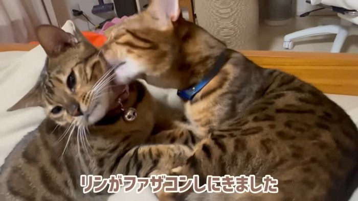 「リンがファザコンしにきました」