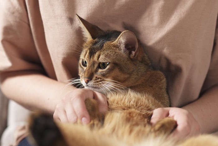 ひざ上に乗っているけど元気がなさそうな猫