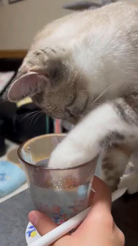 グラスに前足を入れる猫