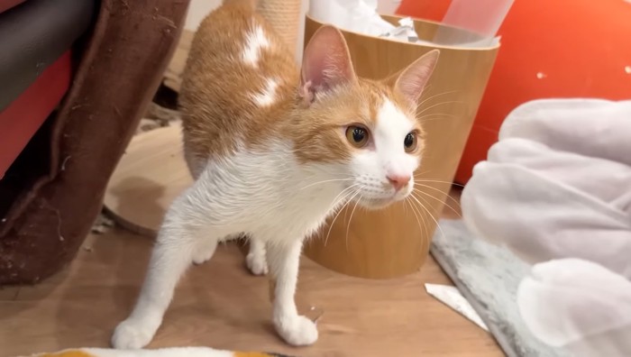 濡れているチップくん