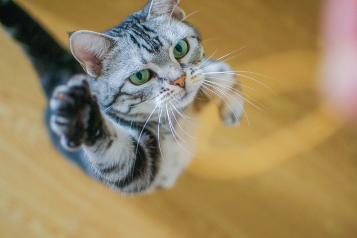 紐に前足を伸ばす猫