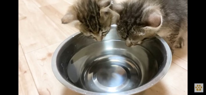 まだ水を飲む子猫