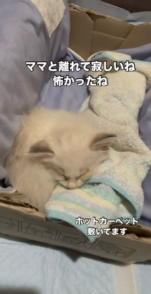 寝る子猫