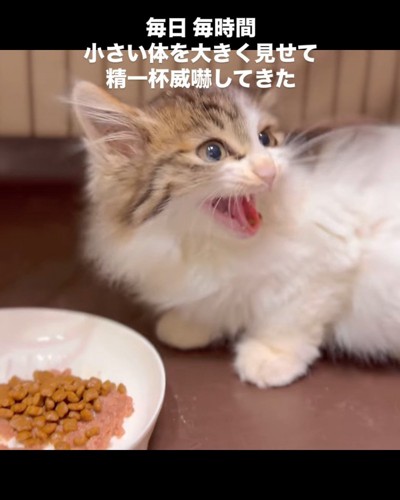 横を向いて威嚇する子猫