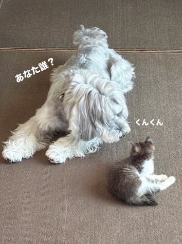 子猫のにおいを嗅ぐ犬