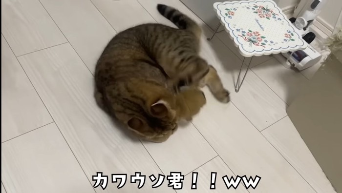 カワウソ君!!