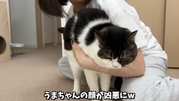 怒った顔の猫