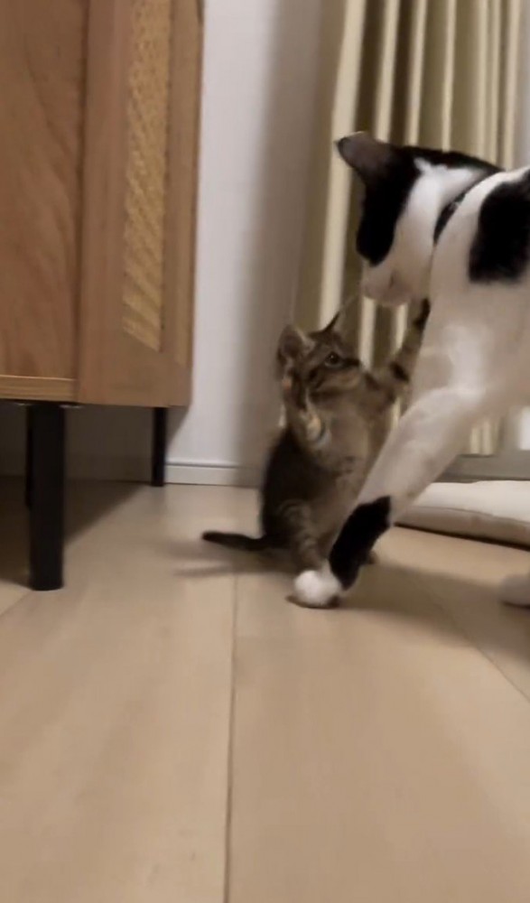 両手を広げて白黒猫に向かう子猫