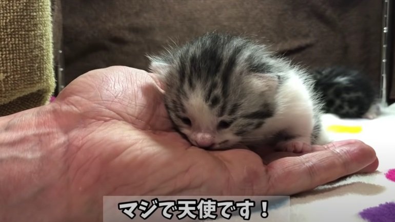 手に乗る子猫