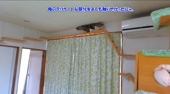 歩いている猫