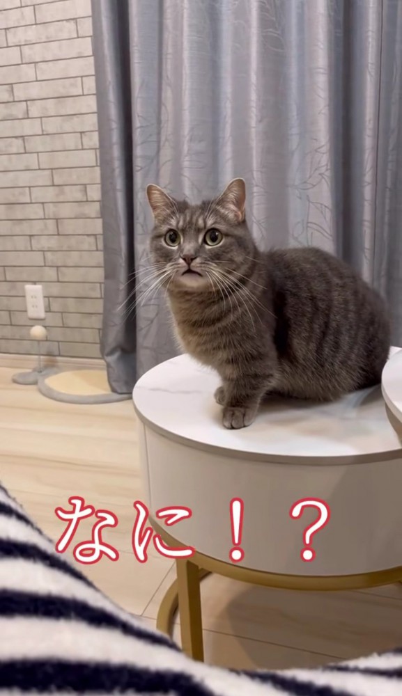 カメラの方を見る猫