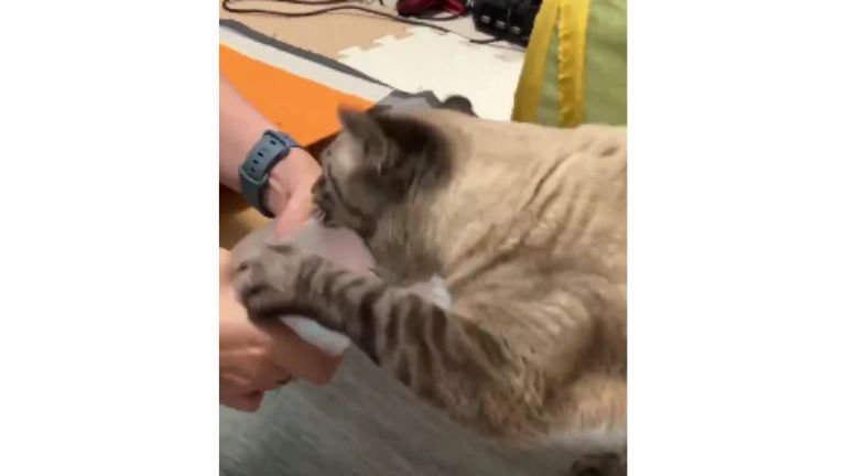 猫とエア梱包材