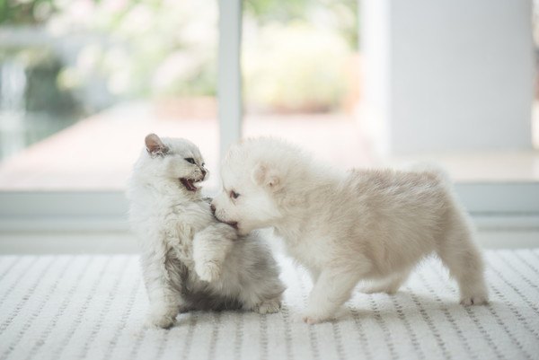 遊ぶ子犬と子猫