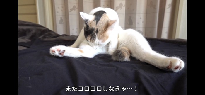 服の上で寛ぐ猫