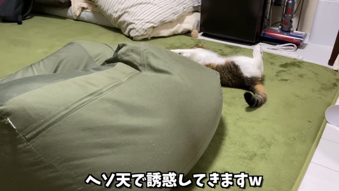 クッションの向こう側で仰向けになる猫