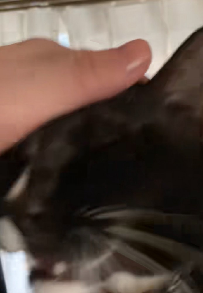 笑顔で撫でられる猫