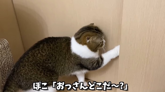 前足で戸をかく猫