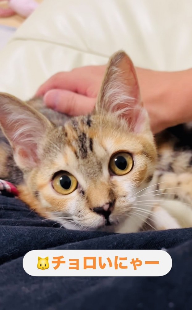 飼い主さんに撫でられる子猫